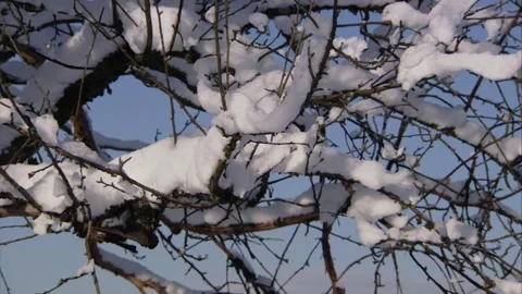 Winter stillness- tree branches under heavy snow Stock Footage 319993015