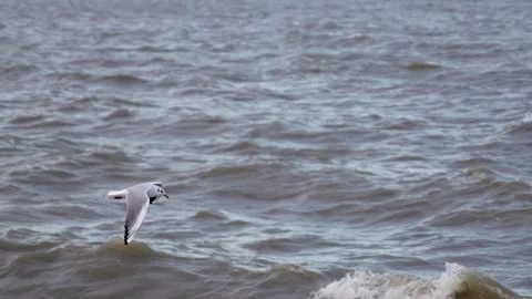 Winter storm. Black-headed gull hover over the raging sea. Stock Footage 228016102