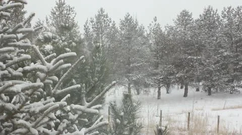 Winter storm Stock Footage 11634728