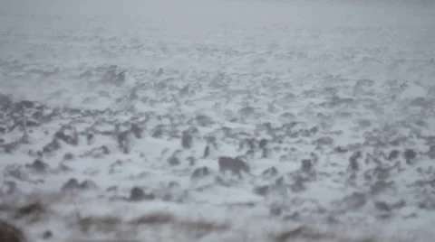 Winter storm Stockbeeldmateriaal 46022754