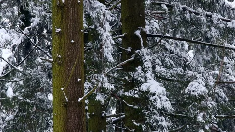A winter storm in a forest 4k2 5fps video 库存影片 330551364
