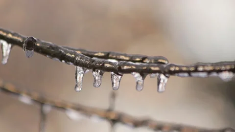 Winter storm ice sickles on tree branch Stock Footage 148594947
