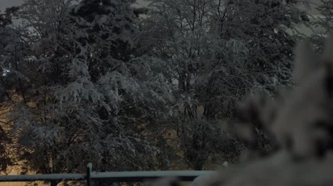 Winter Storm - Night Trees Stock Footage 44346497