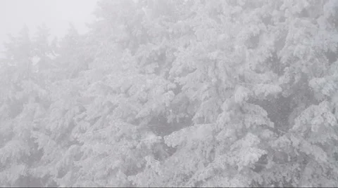 Winter storm, pine trees shaken by the wind. Stock Footage 48306770
