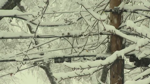 Winter storm power lines and trees Stock Footage 101140508