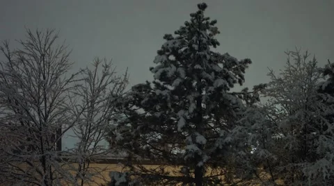 Winter Storm - Snow Covered Trees Stock Footage 44346535