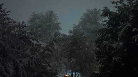Winter Storm - Snow Trees at Night 動画素材 44346615