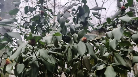 Winter storm - Strong wind picks up in a Camellia bush Stock Footage 328487775