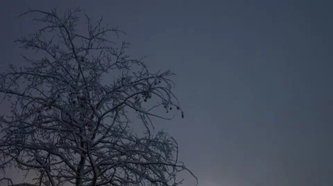 Winter Storm - Trees at Night Stock Footage 44346581