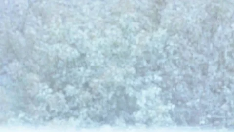 Winter storm in the woods Stock Footage 144420507