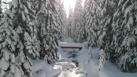Winter Stream Flowing Through Snow-Covered Pine Forest Stockbeeldmateriaal 283573734