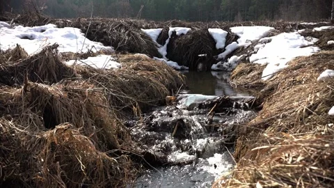 In winter, a stream flows Stock Footage 146520406