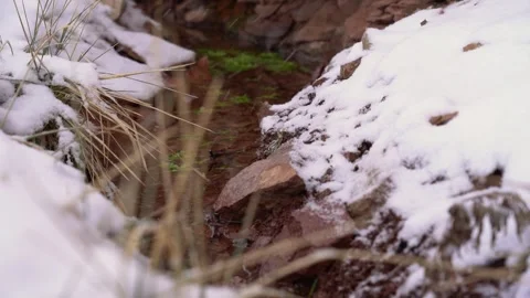 In winter, a stream flows, there is snow, close-up Stock Footage 241922362
