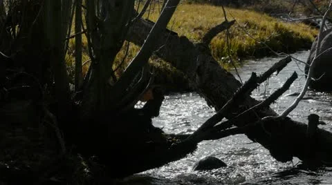 Winter stream Video stock 22069074