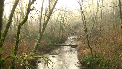 Winter stream Olympic Peninsula Wa. State Stock Footage 71016939