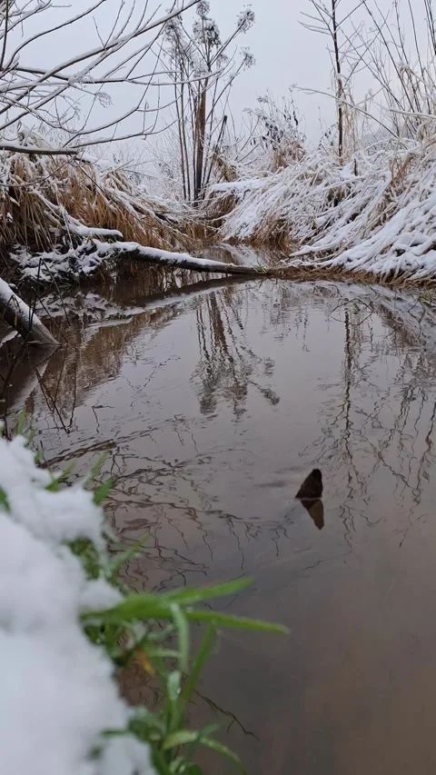 A winter stream with snow-covered vegetation and a reflection of calm water Stock Footage 321806677