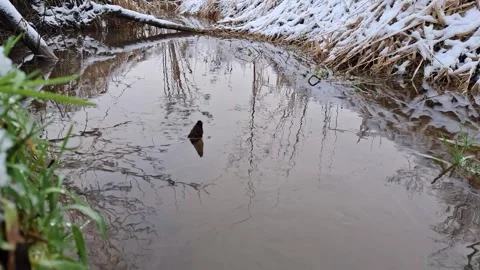 Winter Stream with Snowy Banks and Calm Water Reflection Stock Footage 322518062