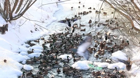 Winter stream teeming with ducks, a seasonal wildlife spectacle. Stock Footage 326944220