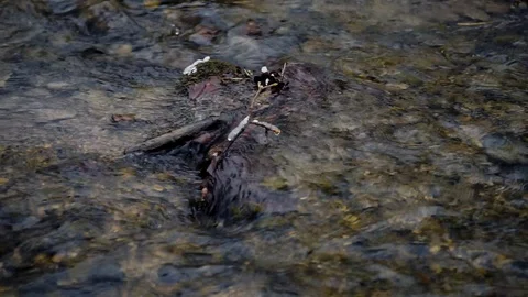 Winter stream in the woods Stock Footage 87585970