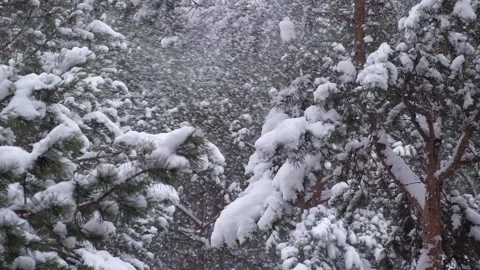 In winter, strong wind blows in the pine forest.bad weather.close-up.slow motion Stock Footage 189639155