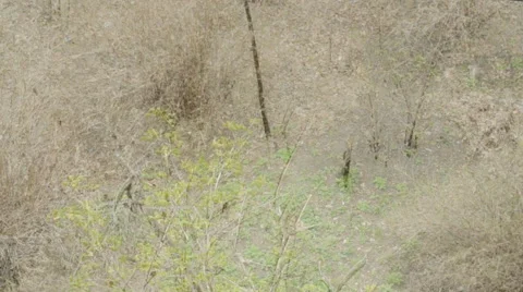 From winter to summer Stock Footage 49747244