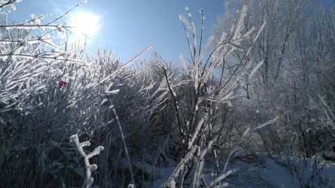Winter sun 2 Stock Photos