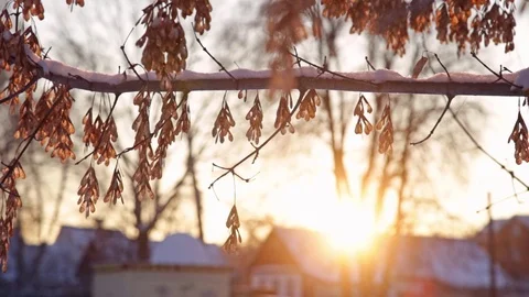 Winter sun against Maple tree, street view Stock Footage 72987369