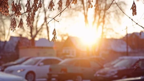 Winter sun against Maple tree, street view Stock Footage 72987607
