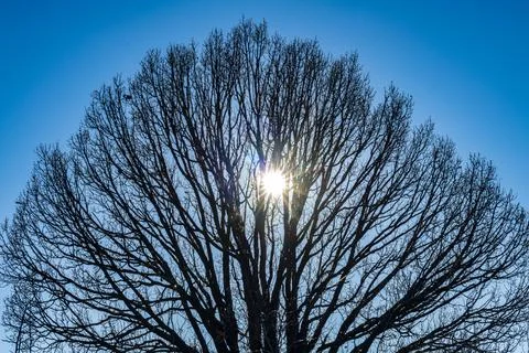 Winter sun behind a leafless tree Foto stock