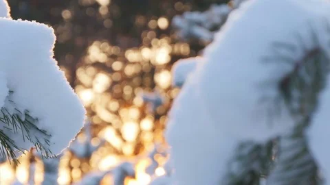 Winter sun breaks through the snow-covered fir branches Stock Footage 71693764