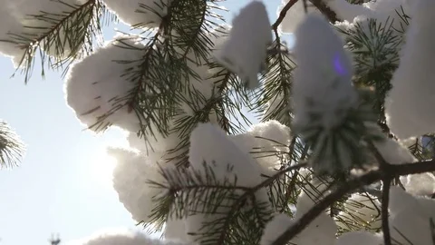 Winter sun breaks through the snow-covered fir branches Video stock 71944540