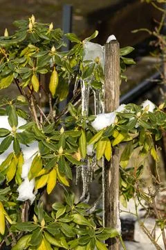 The winter sun cannot combat the severe frost Foto stock