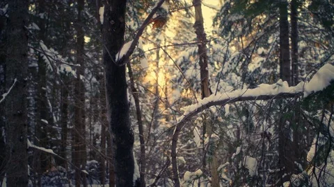 Winter sun Stock Footage 71633575