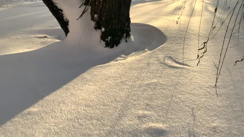 Winter, sun, footprints in the snow, trees in the snow, tree bark Stock Footage 148129697