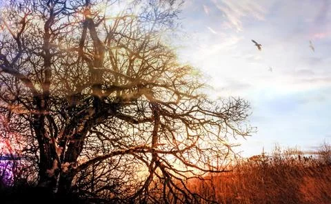 Winter sun glow Stock Photos
