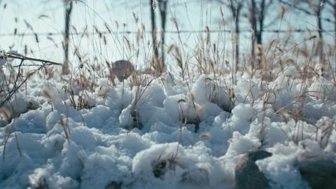 Winter sun on grass with snow Video stock 233589855