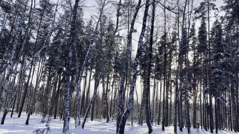 The winter sun is hiding behind the forest trees. Stock Footage 260721935