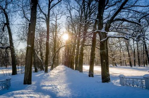 Winter sun in park Stock Photos