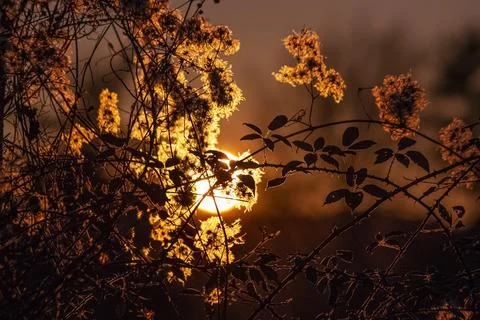 Winter sun Stock Photos