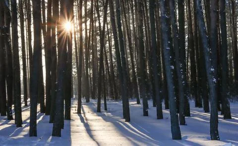 Winter sun rays piercing through pine trees in snowy forest creating long s.. Stock Photos