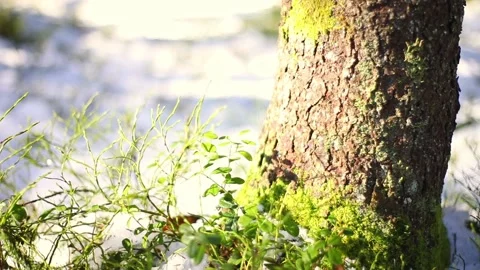 Winter sun in the scandinavian forest Stock Footage 238992483