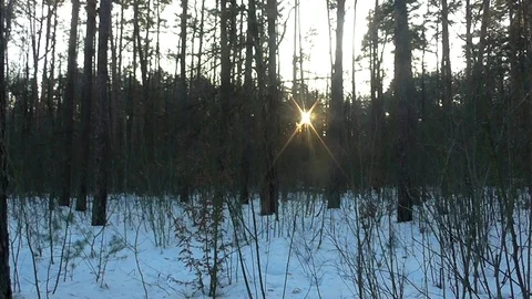 Winter Sun Setting and Blinking between the Trees Stock Footage 102757641