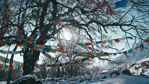 The winter sun shines through the prayer flags of the ancient trees Stock Footage 233589370