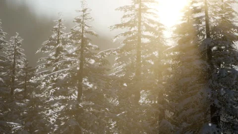 Winter sun shines through snow covered trees in a forest Stock Footage 340024093