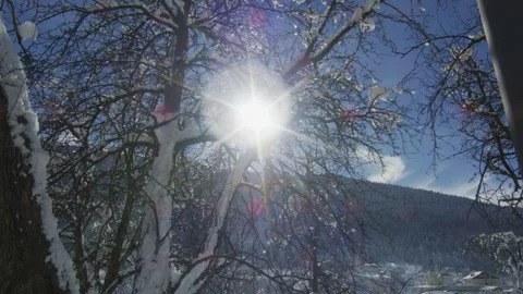Winter sun shines through tree branches Stock Footage 138512303