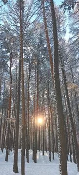 The winter sun shines through the trees in the forest Stock Photos