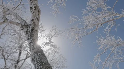 Winter sun shining behind icy frosty tree trunk in frozen landscape Stock Footage 246109010