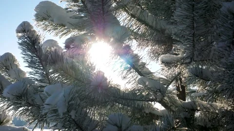Winter sun shining through snow covered pine branches Stock Footage 336512879