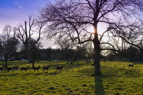 Winter sun shining through a tree while deer walk by Stock Photos