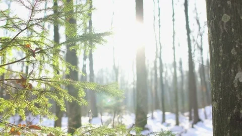 Winter Sun Shining Through Trees, Dolly Stock-Footage 69937965